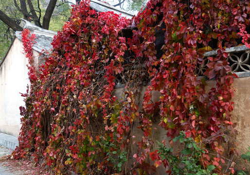 爬满房子的爬墙虎红叶