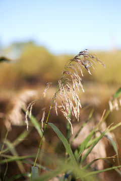 秋季田野里的芦苇花