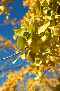 秋天银杏树上的黄叶