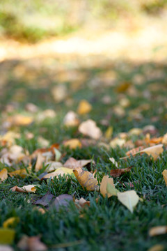 秋天的草地和落叶