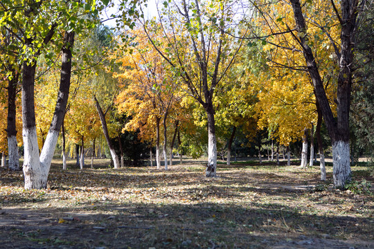 秋季的树林黄叶景色