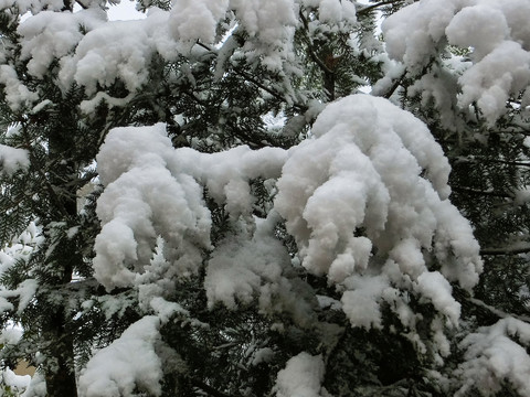 大雪压柏