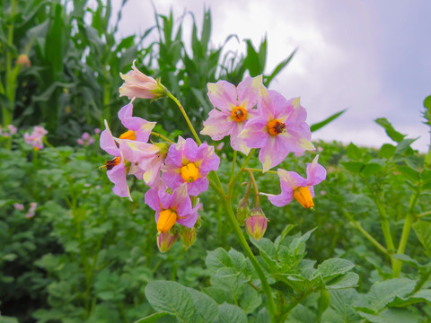馬鈴薯花