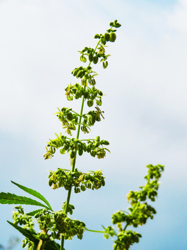 火麻仁花