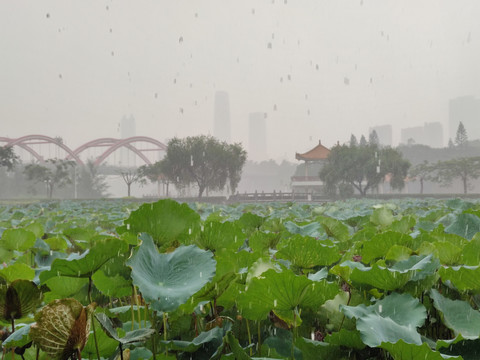 雨中的洪湖公园