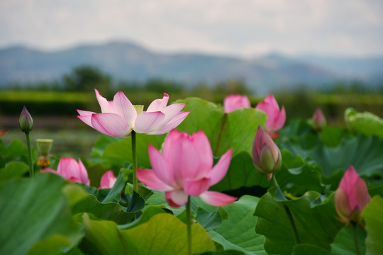 懒猫花草