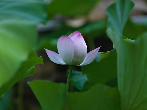 盛夏荷花最销魂