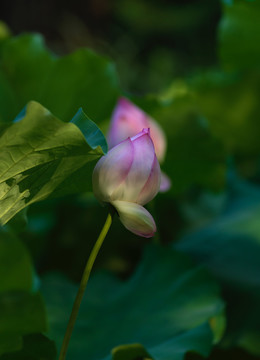 盛夏荷花最销魂