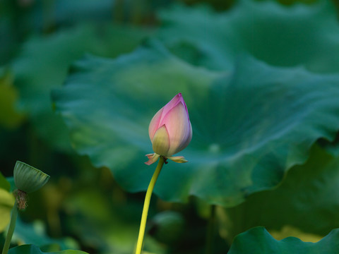 盛夏荷花最销魂