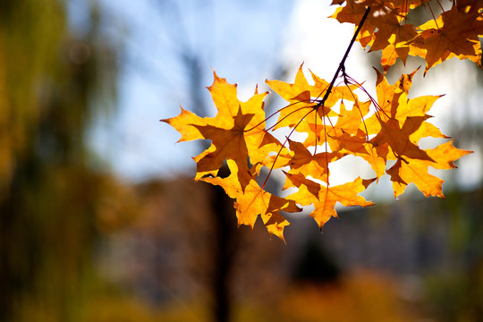 秋季漂亮的树叶