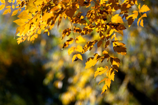秋天的黄树叶