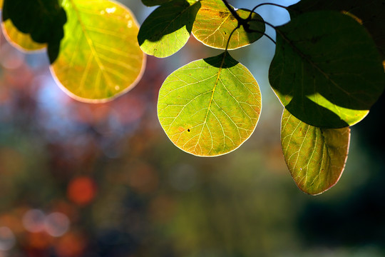 秋季绿色渐黄的树叶