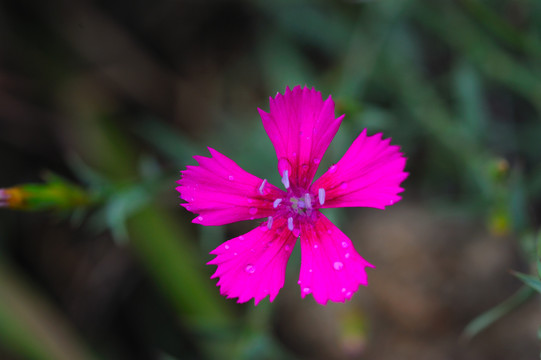 石竹科小花