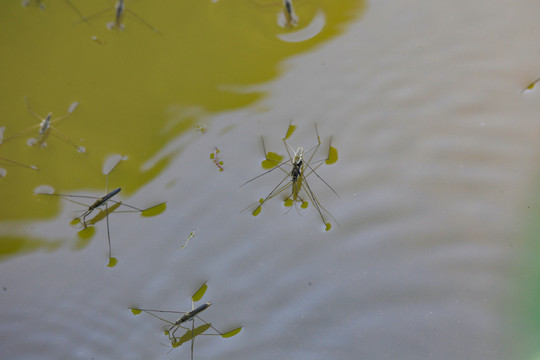 水上漂小虫子