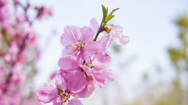 桃花