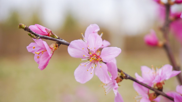 桃花