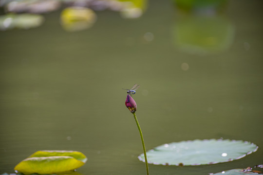 荷花