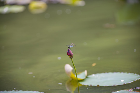 荷花