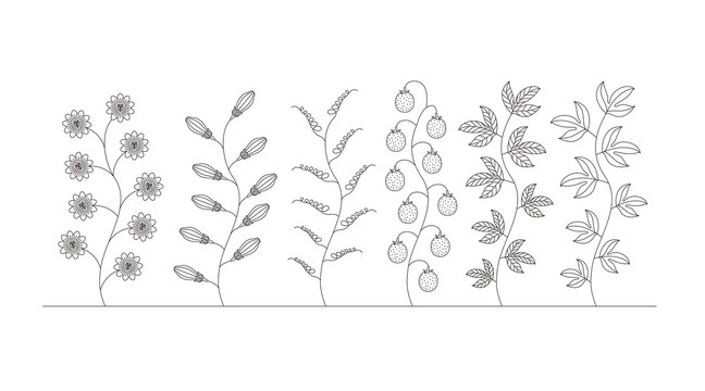 百香果花紋