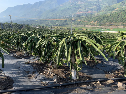 火龙果种植基地