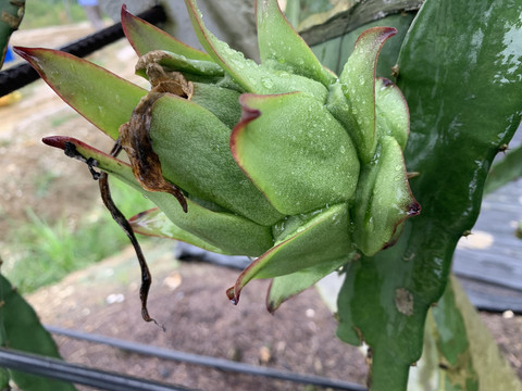 火龙果种植基地