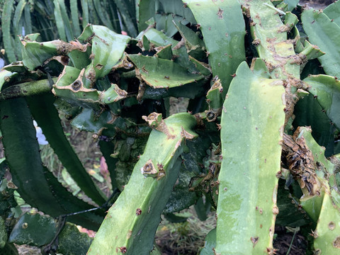 火龙果种植基地