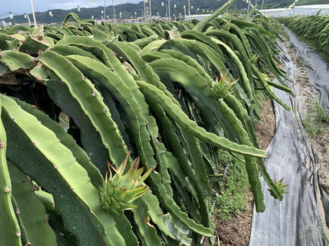 火龙果种植基地