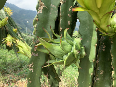 火龙果种植基地