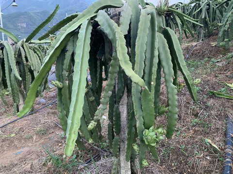 弱花火龙果