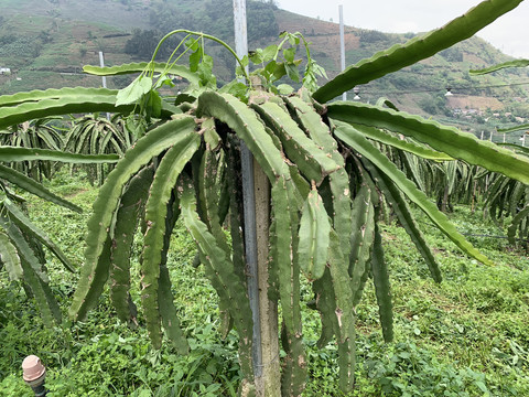 火龙果种植基地