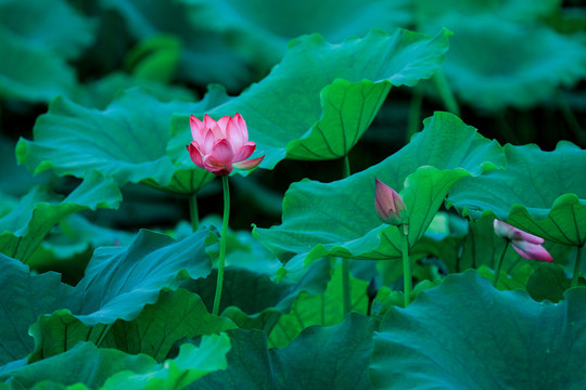 西湖荷花季