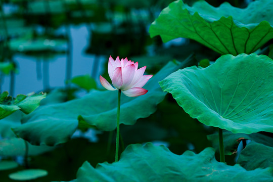 西湖荷花季