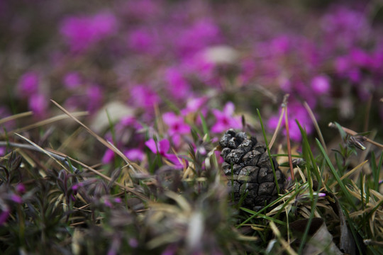 芳草萋萋花解语