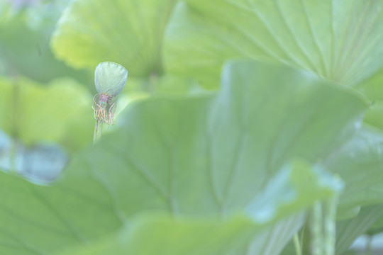 清晨荷塘荷叶中的新结的莲蓬