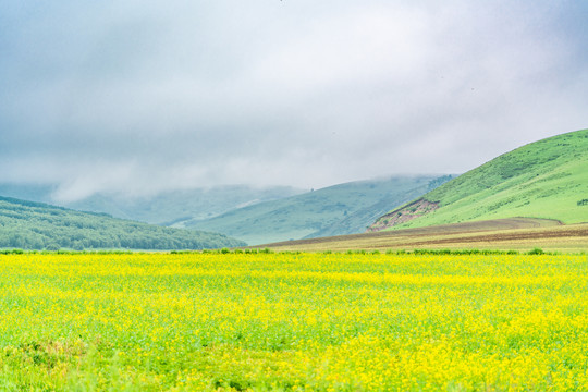 中国内蒙呼伦贝尔草原风景