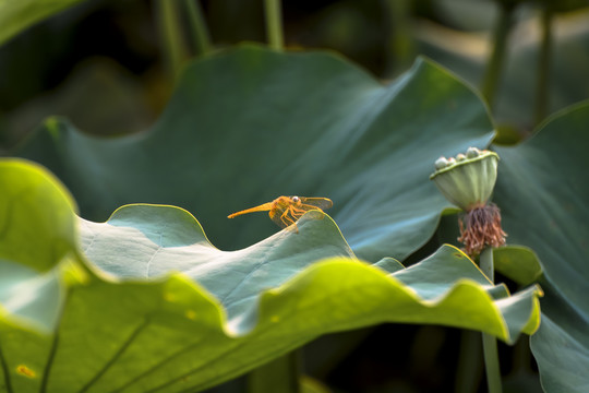 蜻蜓