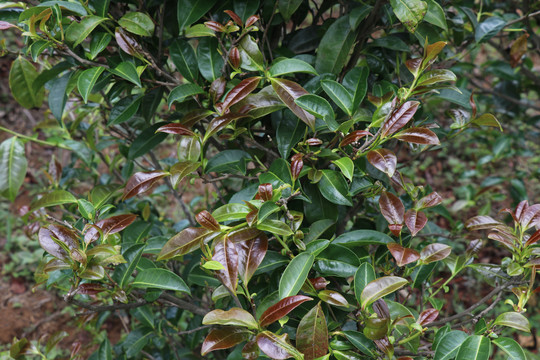紫娟茶树