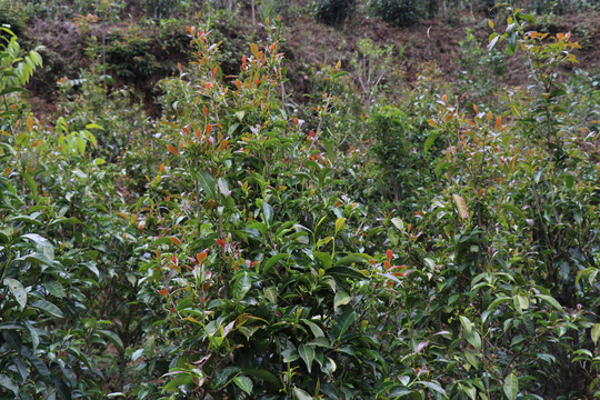 紫娟茶树