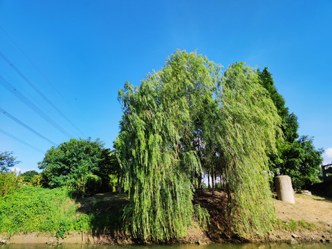 河边垂柳