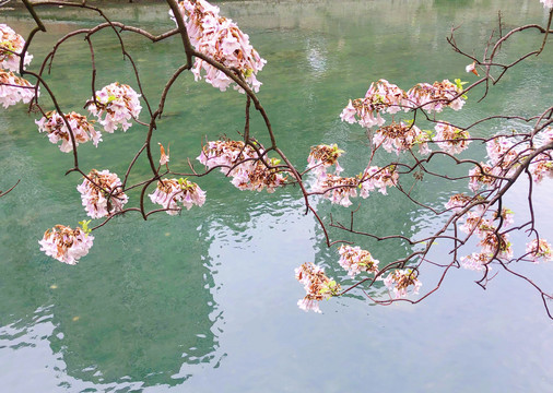 泡桐花