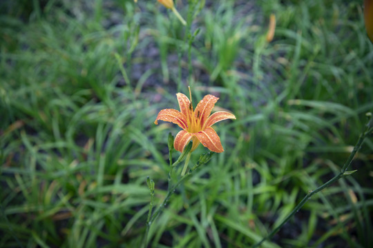 黄花菜