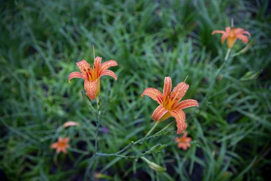 黄花菜