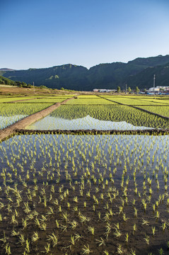 春耕稻田水稻