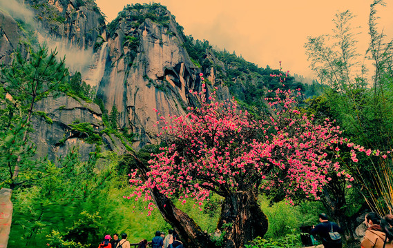 林芝桃花