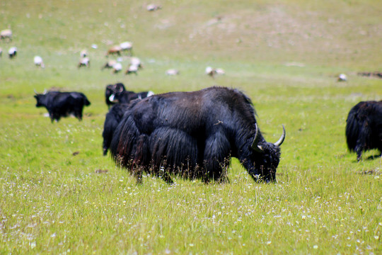 藏区牦牛