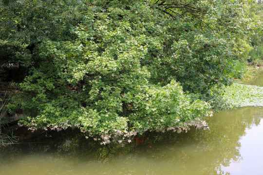 水边树