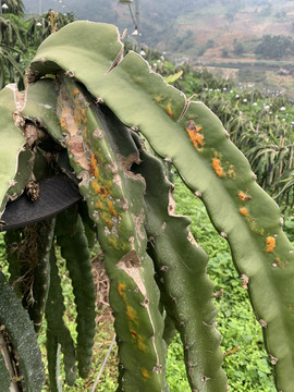 火龙果种植基地