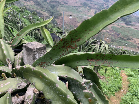 火龙果种植基地