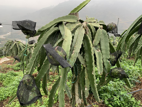 火龙果种植基地