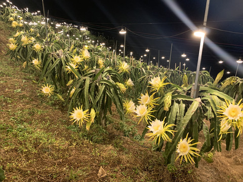 火龙果种植基地